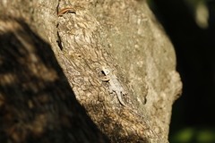 Trachylepis wahlbergii