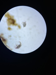 Otodectes cynotis