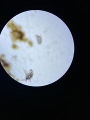 Otodectes cynotis