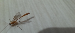 Enicospilus