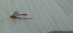 Enicospilus