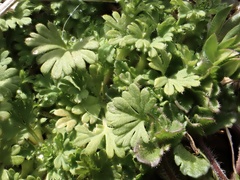 Alchemilla australis