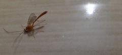 Enicospilus