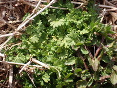 Alchemilla australis