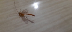 Enicospilus