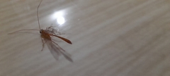 Enicospilus
