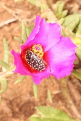 Oxythyrea testaceoguttata