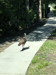 Meleagris gallopavo osceola
