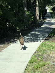 Meleagris gallopavo osceola