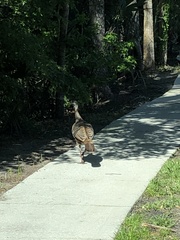 Meleagris gallopavo osceola