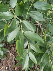 Ziziphus rivularis