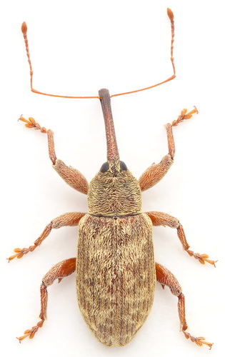 Dorytomus nuotrauka