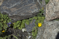 Dracocephalum imberbe