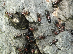 Camponotus herculeanus