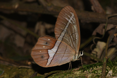 Pierella nereis