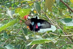 Parides neophilus