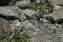 Elymus schrenkianus