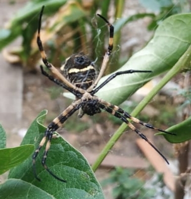 Araneidae image