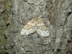 Electrophaes corylata