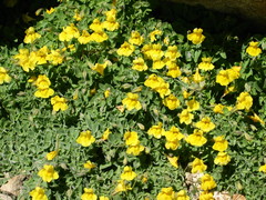 Erythranthe corallina