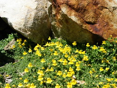 Erythranthe corallina