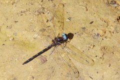Macrothemis celeno