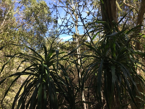 Large-leaved dragon tree (Dracaena aletriformis)