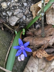Scilla vindobonensis