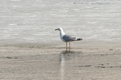 Larus argentatus