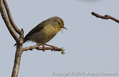 Neomixis tenella debilis