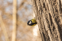 Parus major