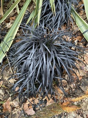 Ophiopogon planiscapus