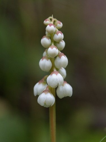 Pyrola minor iNat (2)
