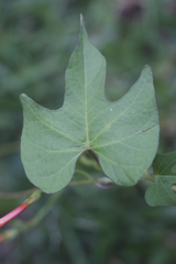 Ipomoea rubriflora