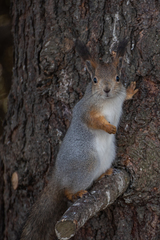Sciurus vulgaris