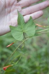 Ipomoea rubriflora