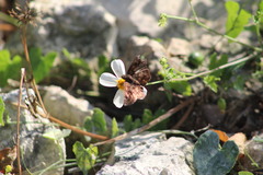 Nisoniades bromias