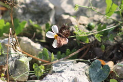 Nisoniades bromias