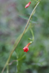 Ipomoea rubriflora