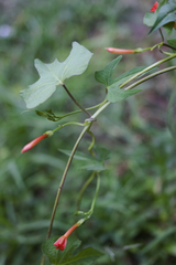 Ipomoea rubriflora