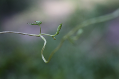 Ipomoea rubriflora