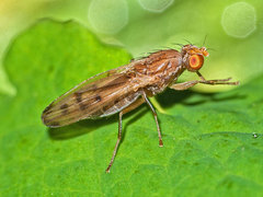 Opomyza florum