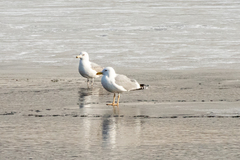 Larus argentatus