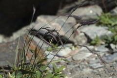 Elymus schrenkianus