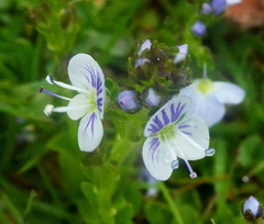 Veronica serpyllifolia serpyllifolia
