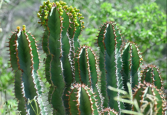 Euphorbia