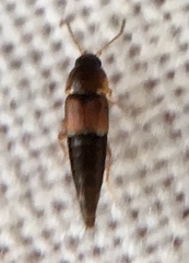 Tachyporus nitidulus