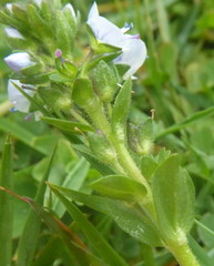 Veronica serpyllifolia serpyllifolia