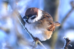 Passer montanus