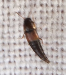 Tachyporus nitidulus